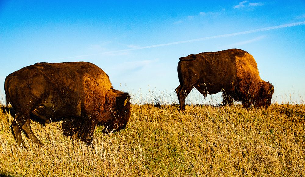 USA, South Dakota, Wall, Badlands National Park, North American Bison